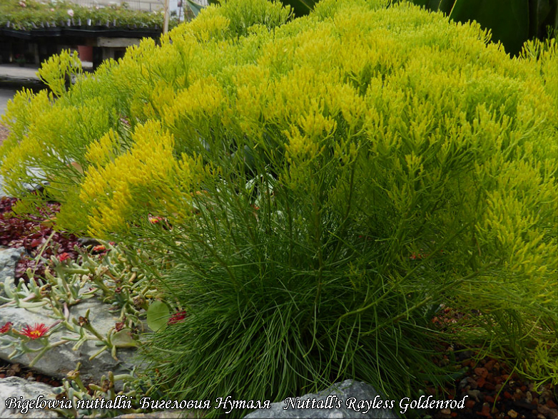 Bigelowia nuttallii Nuttall's Rayless Goldenrod Бигеловия Нутталя